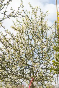 Fruitbomen Oirschot
