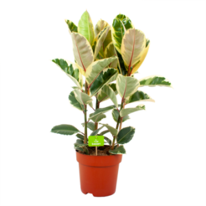 ficus elastica tineke-treurvijg-groene kamerplanten-potmaat 27cm-hoogte 100cm-biezen-label