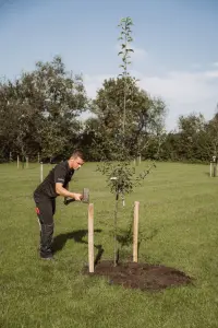 Medewerker plant een fruitboom met boompalen