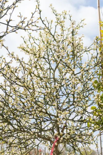 Fruitbomen Oirschot