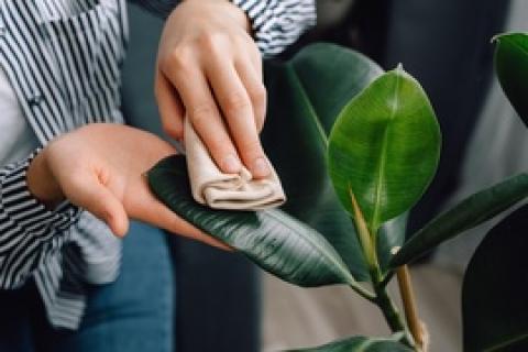 Opfristips voor kamerplanten in de zomer