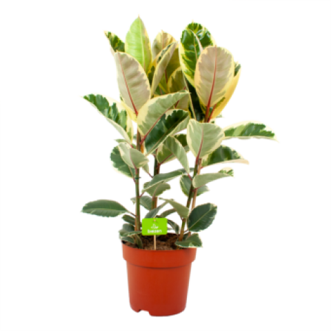 ficus elastica tineke-treurvijg-groene kamerplanten-potmaat 27cm-hoogte 100cm-biezen-label