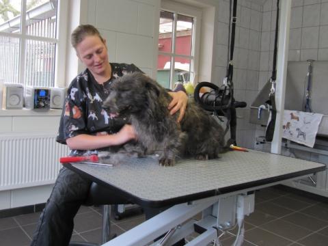Een hond krijgt een trimbeurt bij Trimsalon Topas