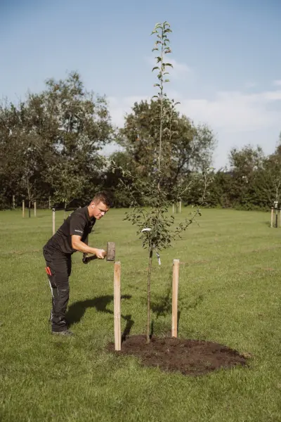 Medewerker plant een fruitboom met boompalen