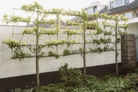 Leibomen langs een muur