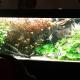 Danny aquarium