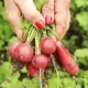 Wat je nu plant, eet je later: slim zaaien voor de herfst