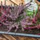 Plant winterheide in bloembakken