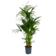 Kentiapalm - Howea Forsteriana - p27 h170 - Groene kamerplanten - biezen voor