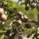 Peren aan een oude perenboom