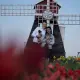 Nederlandse molen tussen de tulpen