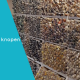 Knopen