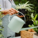 Vakantietips voor je kamerplanten