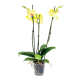 Vlinderorchdee - 3- bloemtakken
