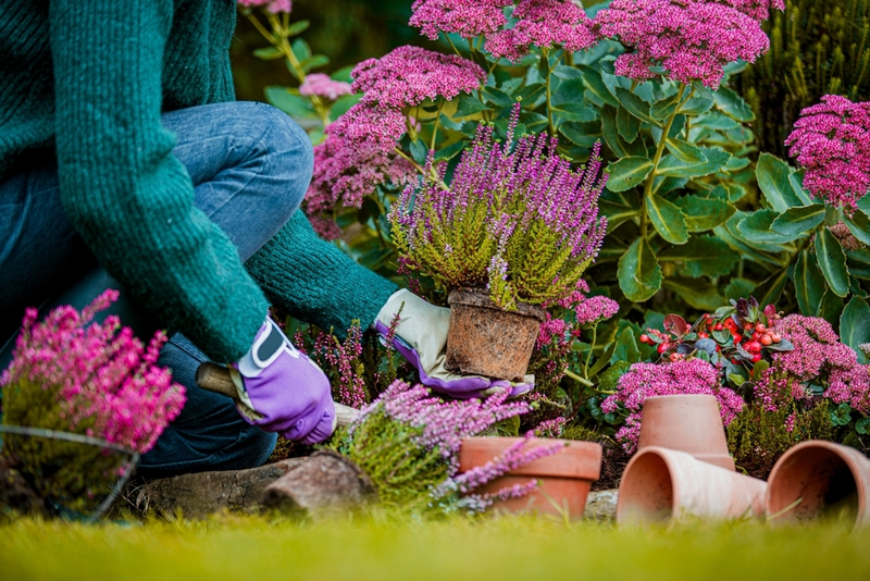 Tuinplanten en tuinbenodigdheden kopen in ’s-Gravenzande bij De Carlton
