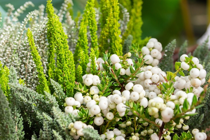 Voordelige aanbiedingen, planten en bloemen bij Poppelaars Tuincentrum in Breda